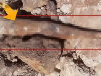 Antalya'da bulundu! Polis hemen güvenlik önlemi aldı