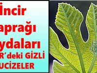 İncir Yaprağı Faydaları – İNCİR’deki GİZLİ MUCİZELER