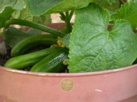 Evde Saksıda Doğal ve Hormonsuz Salatalık Nasıl Yetişir? Salatalığa Para Vermeyin, İşte Püf Noktaları