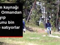 Ormandan toplayıp kilosunu bin liradan satıyorlar!