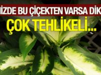 Aman Dikkat İşte Zehir Saçan Normal Gibi Görünen O Çiçek Ve Zararı !