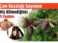 Çam Kozalağı Suyunun Hiç Bilmediğiniz 5 Faydası