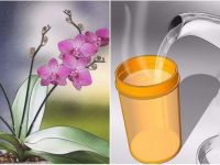 2-3 Kaşık Koyun Orkideniz Eskisinden Daha Canlı Olacak