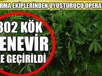 302 Kök Kenevir Ele Geçirildi