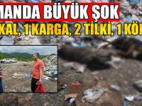 Piknikçiler Büyük Şok Yaşadı Bunu Yapan İnsan Olamaz