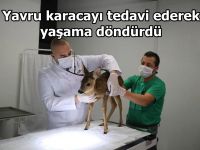 Yavru karacayı tedavi ederek yaşama döndürdü