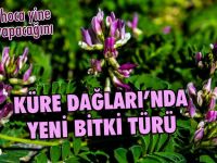 Düzce Üniversitesi Bartın Küre Dağları'nda Yeni Bir Bitki Türü Buldu