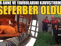 Kedinin Yardımına İtfaiye Koştu