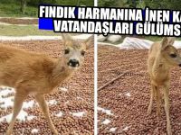 Fındık Harmanına Karaca İndi