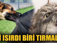 Biri ısırdı, biri tırmaladı