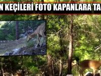 Yaban Keçileri Foto Kapanlara Takıldı