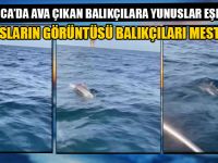 Ava Çıkan Balıkçılara Yunuslar Eşlik Etti