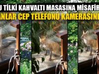 Yavru Tilki Evin Bahçesine Girdi