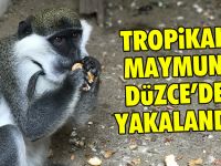 Yurda Kaçak Yollarla Sokuldu Ardından Terk Edildi