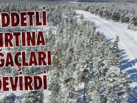 Şiddetli fırtına ağaçları devirdi