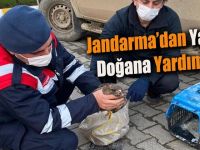 Jandarma ekibi yaralı doğan buldu