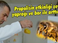 Propolis uygun dozlarla kullanılırsa son derece faydalı