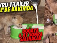 Anneleri ölen tilkiler yaban hayata alıştırılacak
