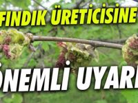 Üreticiye fındık kozalak akarıyla mücadele uyarısı