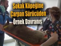 Sokak Köpeğine Çarpan Sürücüden Örnek Davranış