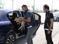 Durdurulan otomobilden ceylan yavruları çıktı