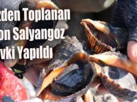 Denizden toplanan 16 ton salyangoz sevki yapıldı