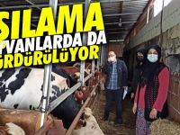 Büyükbaş ve küçükbaş hayvanlar aşılandı