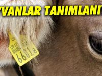1630 hayvana küpe takıldı