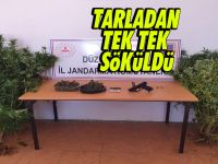 Mısır tarlasının ortasına dikmişler