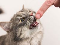 32 kişiyi kedi köpek ısırdı