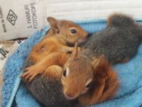 Yavru sincaplar emin ellerde