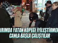 köpeği iyileştirmek için canla başla çalıştılar