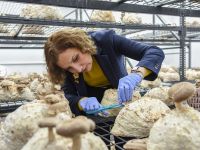 Yılın ilk tıbbi mantar hasadı gerçekleştirildi