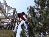 Düzce Belediyesi böcekle mücadele ediyor