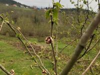 Fındık üreticilerine kozalak akarı uyarısı