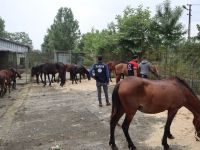 Bakın Bu Atlar Ne Olacaktı