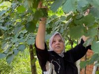 AYŞE KEŞİR, FINDIK TOPLADI