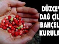 Düzce’de Dağ Çileği Bahçeleri Kurulacak