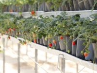 KATIK ATIK TESİSİ İLK MEYVELERİNİ VERDİ