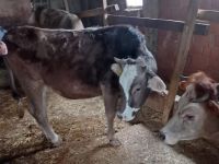 Süt üreticiliği için 12 aileye 650 bin TL destek