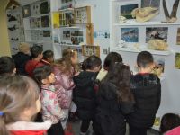 Öğrenciler doldurulmuş hayvan müzesini inceledi