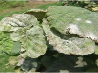 Fındıkta verimi ve kaliteyi düşüren hastalık