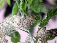 628 Bitki Türüne Zarar Veriyor