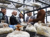 Fındık atığında üretim