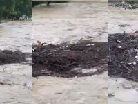 Dere içindeki odun parçalarıyla sürüklendi