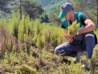 Tıbbi aromatik bitkilerin hasatı basladı