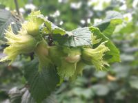 FINDIK HASAT TARİHLERİ BELLİ OLDU