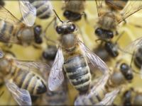 BİTKİSEL GIDALARIN YÜZDE 30’DAN SORUMLU