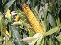 Mısır üreticisine destek