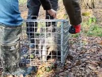 Bak sen şu yaramazın yaptığına
